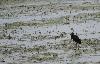 Une pluie diluvienne va nous accompagner ce premier jour : un Ibis falcinelle r�siste sto�quement ...