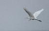 ... tout comme cette Grande Aigrette ...