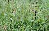 Egalement sto�que sous la pluie, un Pouillot v�loce
