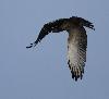 Comme tous les rapaces ou presque, ce Circa�te Jean-le-Blanc ...