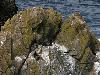 Multi-colonie de Guillemots de Tro�l et cormorans hupp�s dans la falaise ...