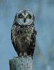 ... tout comme ce Hibou des marais, photographi� � la nuit  tombante.