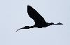 Cet Ibis falcinelle en vol d�voile sa bague : M070