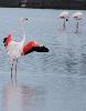 Ce Flamant rose ouvre ses ailes, d�voilant sa splendeur ...