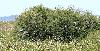 ... autre exemple de multi-colonie sur un arbre, � Ca�o del Guadiamar
