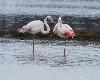 ... tout comme ce couple de Flamants roses