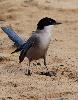 Superbe Pie bleue