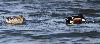 En balade pr�s de Huelva ... nous voyons de nombreux oiseaux d'eau : couple de Canards souchets ...