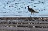 ... Courlis cendr� ...