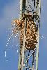 Beaucoup d'esp�ces profitent des constructions humaines pour y installer leur nid : ici un Moineau espagnol ...