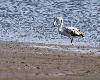Ce jeune Flamant rose, �g� d'un an  ... a le plumage ... blanc sale !