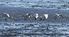 Les Spatules blanches se nourrissent, le bec enfonc� dans l'eau...