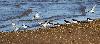 ... des Hu�triers pies et des Barges rousses ...