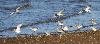 ... Barges rousses adultes, en plumage internuptial