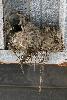 ... un nid tapiss� de plumes de Martinets des maisons ...