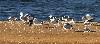 ... Go�lands bruns et Go�lands leucoph�es, ces derniers aux ailes plus claires.