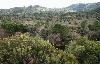 La v�g�tation de la Sierra Morena se compose essentiellement de saules, d'aulnes, de tamaris, de lauriers roses et de micocouliers. On y trouve �galement des plantations de ch�nes verts, des p�turages et des fr�nes.