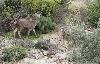 Premi�re biche ...
