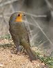 Ce Rougegorge familier est un des rares oiseaux ...