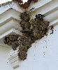 ... des nids ma�onn�s d'Hirondelles de fen�tre ...