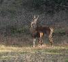 Une biche et son faon ...