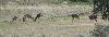 Un groupe de cervid�s ...