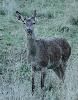 Le lendemain matin, les cervid�s sont � nouveau tr�s pr�sents : biche ...