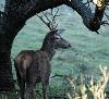 ... cerf avec encore tous ses bois ...