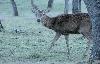 � partir de neuf mois, des bois commencent � pousser sur la t�te du m�le sous forme de pivots ...