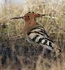 La Huppe fasci�e doit vraisemblablement son nom � son chant : oup oup oup, qui a ensuite donn� son nom � son beau cimier ...