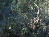 La v�g�tation est si touffue ... seuls les bois d'un jeune cerf apparaissent ...