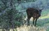 ... le voil� en entier ...