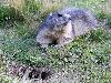 ... terrier de marmottes ...