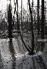 Pr�s de la Venoge, les arbres sont pris dans la glace.