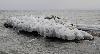 Iceberg ... � Gland ...