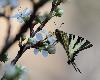 Flamb� m�le (Iphiclides podalirius M)_Gorges du Tarn_mars 2012