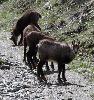 En montant dans le val de Cogne, on aper�oit les premiers chamois ...