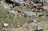 ... occup�s � se gaver d'herbe fra�che ...
