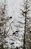 Certains chamois sont encore dans les revers recouverts de neige ...