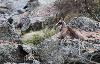 Un chamois se repose au petit matin
