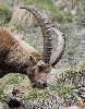 ... ou s'alimenter et reprendre des forces apr�s un rude hiver.