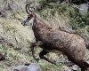 Un chamois plus craintif passe en courant