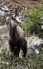 ... � nouveau des chamois ...