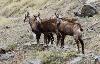 De jeunes chamois nous observent ind�cis ...