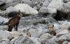 Ce chamois va-t-il traverser la rivi�re ?