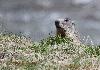 Marmotte aux aguets
