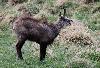 Bizarre attitude de ce chamois ...