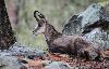 Ce chamois  se repose dans la ros�e du matin
