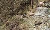Au d�tour du chemin, quatre bouquetins m�les ...