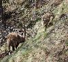 Etonnant spectacle � cette p�riode de l'ann�e, une �tagne avec un m�le ...